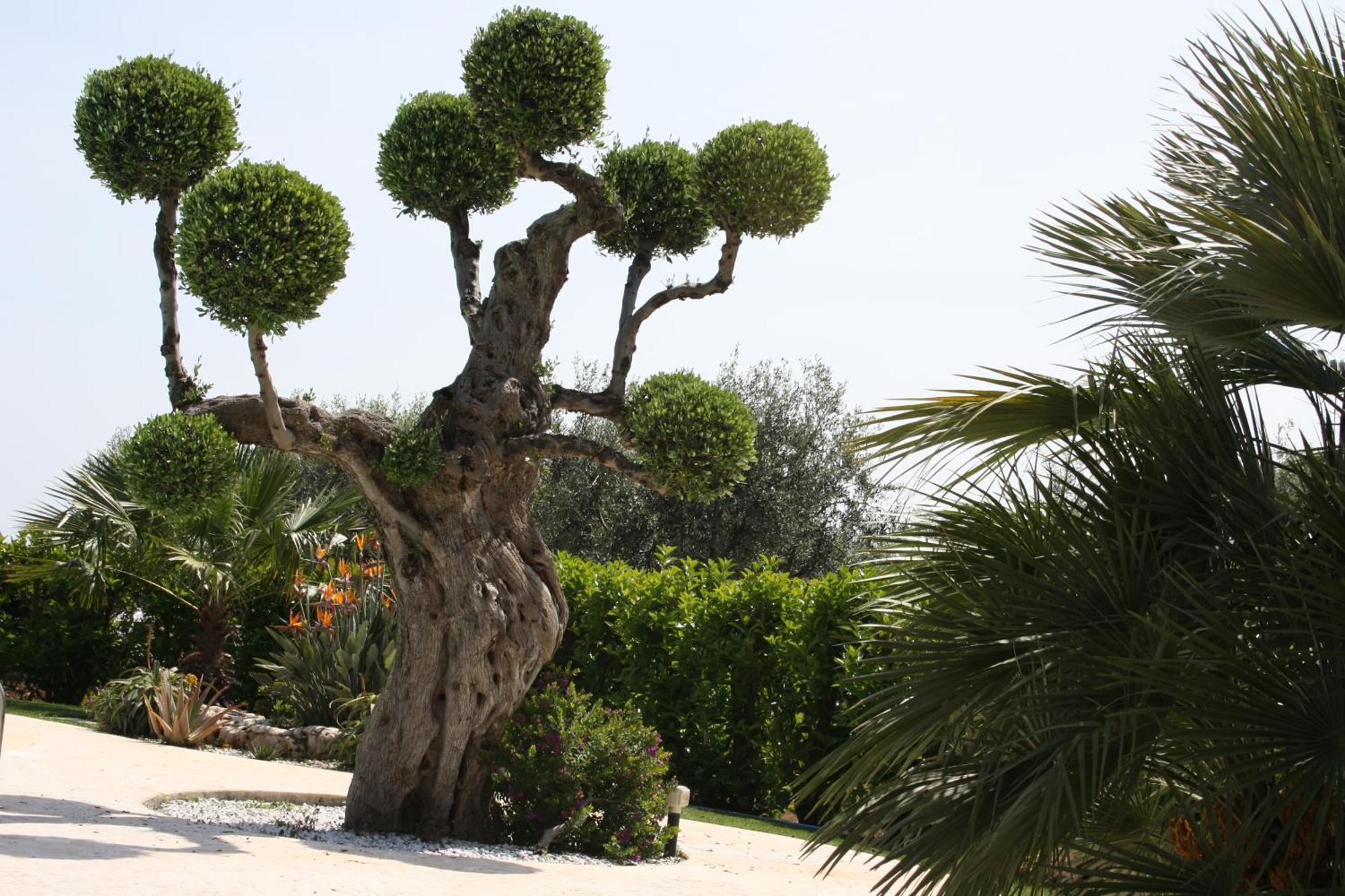 Villa Tonia Fasano Exteriér fotografie